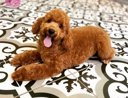 Toy Poodle 2 Yaşında Oğluma Eş Arıyorum - 118961933