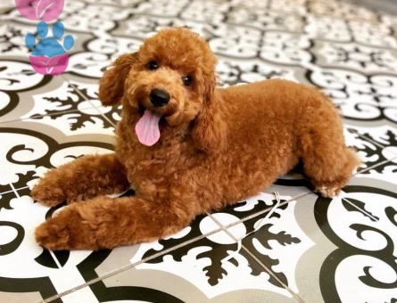 Toy Poodle 2 Yaşında Oğluma Eş Arıyorum