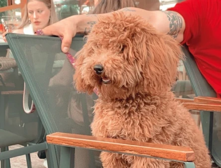 Toy Poodle 11 Aylık Erkek Köpeğime Eş Arıyorum - 118961977