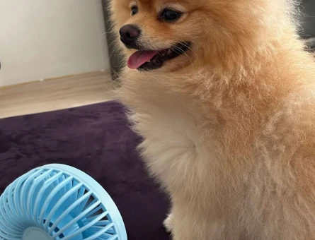 Pomeranian Boo 3 Yaşında Oğluma Eş Arıyorum - 118961992
