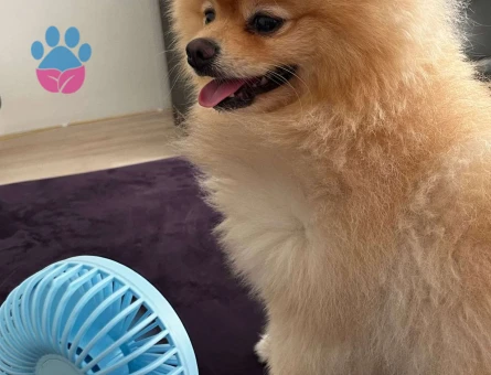 Pomeranian Boo 3 Yaşında Oğluma Eş Arıyorum