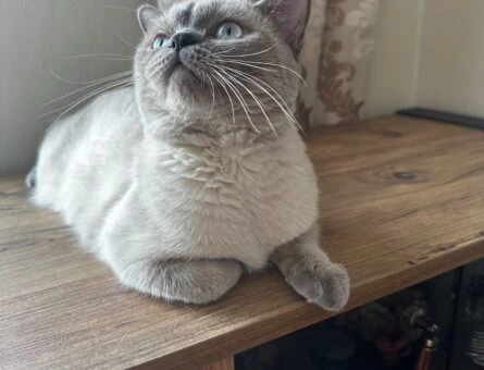 British Shorthair Blue Point 1 Yaşında - 118961997