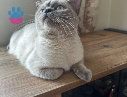 British Shorthair Blue Point 1 Yaşında