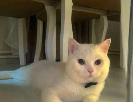 British Shorthair Pamuk Oğluma Eş Arıyorum - 118961999