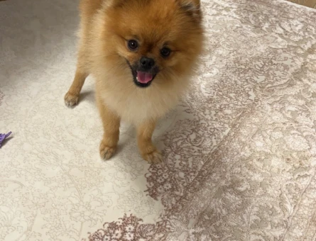 Pomeranian Boo Dişi Köpeğime Eş Arıyorum - 118962002