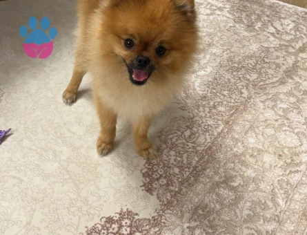 Pomeranian Boo Dişi Köpeğime Eş Arıyorum