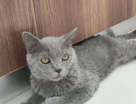 British Shorthair Oğlumuza Eş Arıyoruz - 118962018