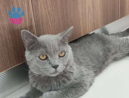 British Shorthair Oğlumuza Eş Arıyoruz