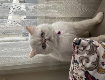 Exotic Shorthair Dişi Kedime Eş Arıyorum - 118962026