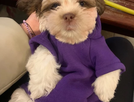 Shih Tzu 8 Aylık Kedime Eş Arıyorum - 118962043