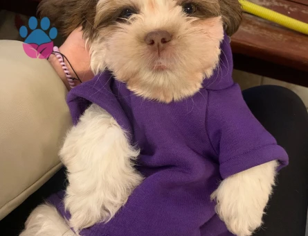 Shih Tzu 8 Aylık Kedime Eş Arıyorum