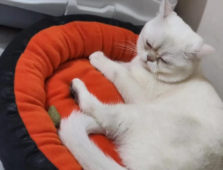 British Shorthair Bulut Bey'e Eş Arıyoruz - 118962096