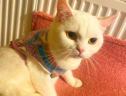 British Longhair Kedim Eş Arıyor - 118962715