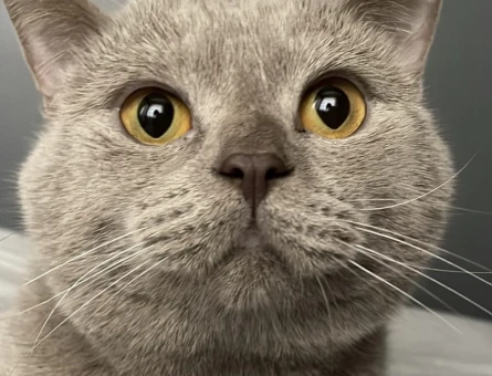 British Shorthair 1 Yaşında Kedim Eş Arıyor - 118962723