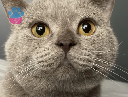 British Shorthair 1 Yaşında Kedim Eş Arıyor