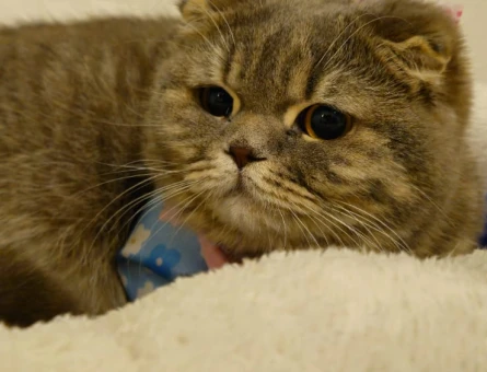 Scottish Shorthair Silver Kedim Eş Arıyor - 118962798