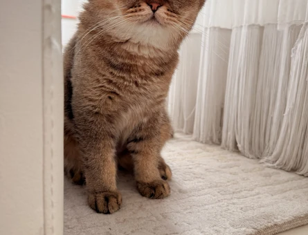 British Shorthair Bronz Oğlumuza Uygun Eş Arıyoruz - 118962807