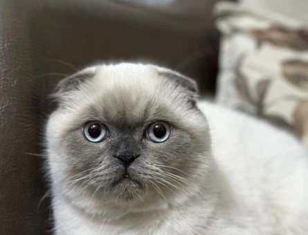 Scottish Fold Bluepoint Oğlum Eş Arıyor - 118962843