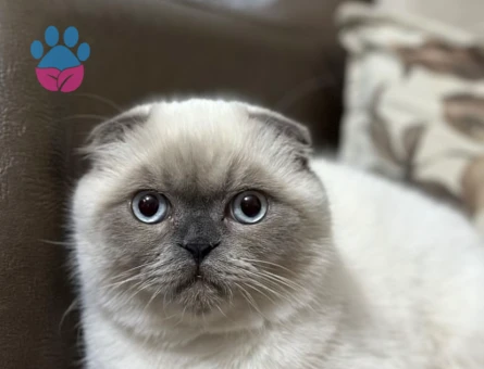 Scottish Fold Bluepoint Oğlum Eş Arıyor