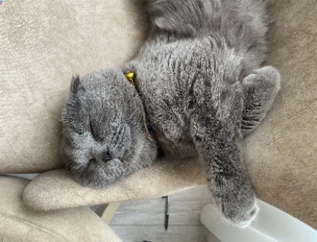 Scottish Fold 3 Yaşında Kedim Eş Arıyor - 118962945