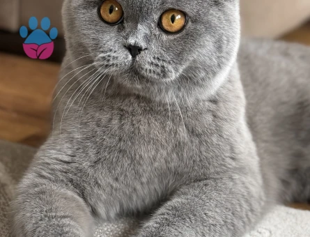 Scottish Fold Bluepoint Oğlum Eş Arıyor