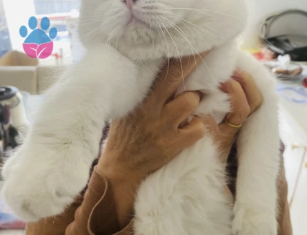 2 yaşında British Oğluma Eş Arıyorum