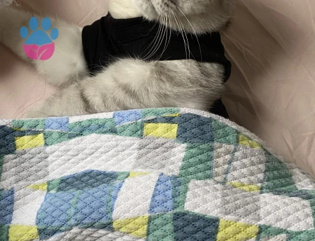 British Shorthair Kedim Eş Arıyor 1 Yaşında