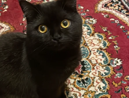 British Shorthair Kedim Eş Arıyor 1 Yaşında - 118963173