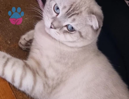 Scottish Fold Erkek Kedim Eş Arıyor