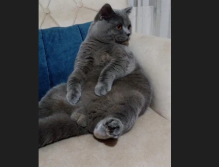 British Shorthair 1 Yaşında Oğlum Eş Arıyor - 118963254