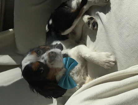 17 Aylık Cavalier King Oğlum Kızgınlıkta - 118963260