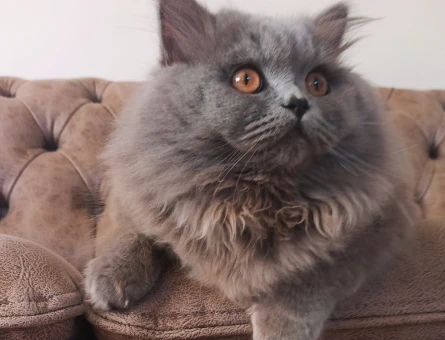 British Longhair 1 Yaşında Eş Arıyor - 118963284