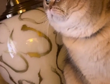 Golden British Shorthair Safkan Kedim Eş Arıyor - 118963285