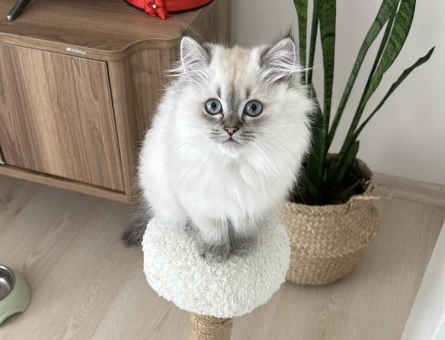 British longhair Erkek Kedime Eş Arıyorum - 118963343