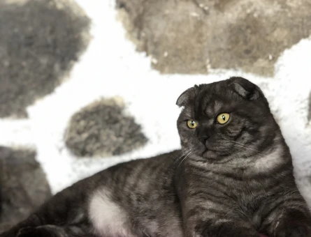 Scottish Fold Oğlum Eros’a Alımlı Bir Gelin Arıyorum - 118963592