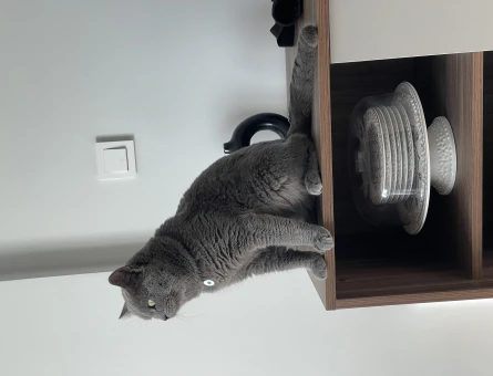 Safkan Erkek British Shorthair 3 Yaşında - 118963616