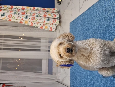 Toy Poodle Oğlumuza Eş Arıyoruz - 118963617
