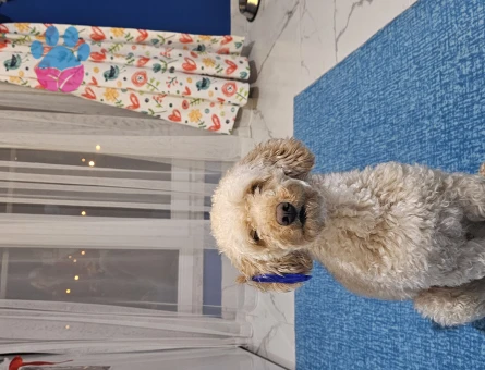 Toy Poodle Oğlumuza Eş Arıyoruz