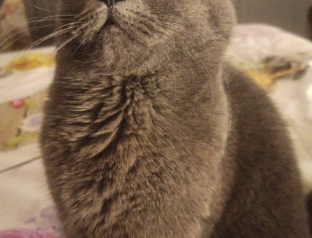 British shorthair Dişi Kedime Eş Arıyorum - 118963643