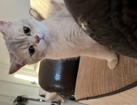 British Shorthair Kızım 1 Yaşında - 118963659