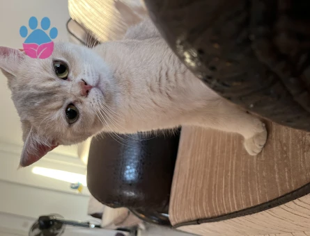 British Shorthair Kızım 1 Yaşında