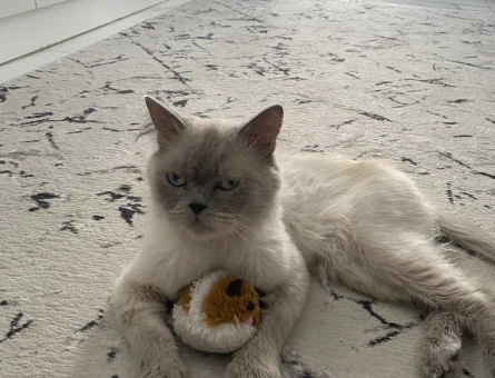 British Longhair Erkek Kedime Eş Arıyorum - 118963769