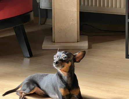 CO Pinscher Oğlumuza Dişi Arıyoruz Kızgınlıkta - 118964066
