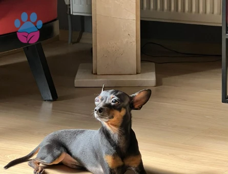 CO Pinscher Oğlumuza Dişi Arıyoruz Kızgınlıkta