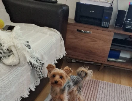 Yorkshire Terrier 3 Yaşında Oğlum Kızgınlıkta - 118964312