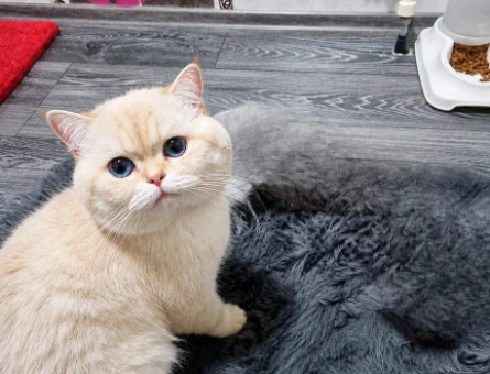 British Shorthair 2 Yaşında Eş Arıyor - 118964316