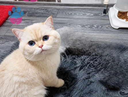British Shorthair 2 Yaşında Eş Arıyor