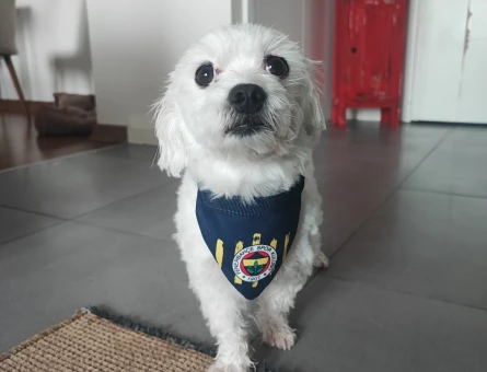 Maltese Terrier 1 Yaşında Eş Arıyor - 118964366