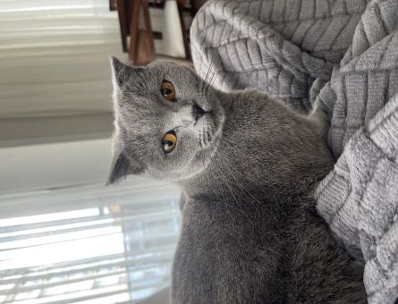 Scottish Fold Kızgınlık Döneminde Acil - 118964432