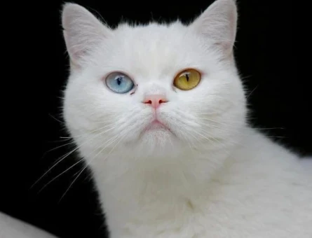 Scottish Luna 2 Yaşında Eş Arıyor - 118964457